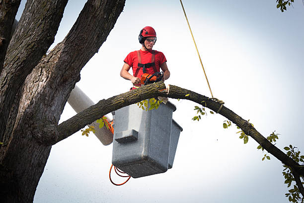 Trusted Lisbon, ME Tree Service Experts